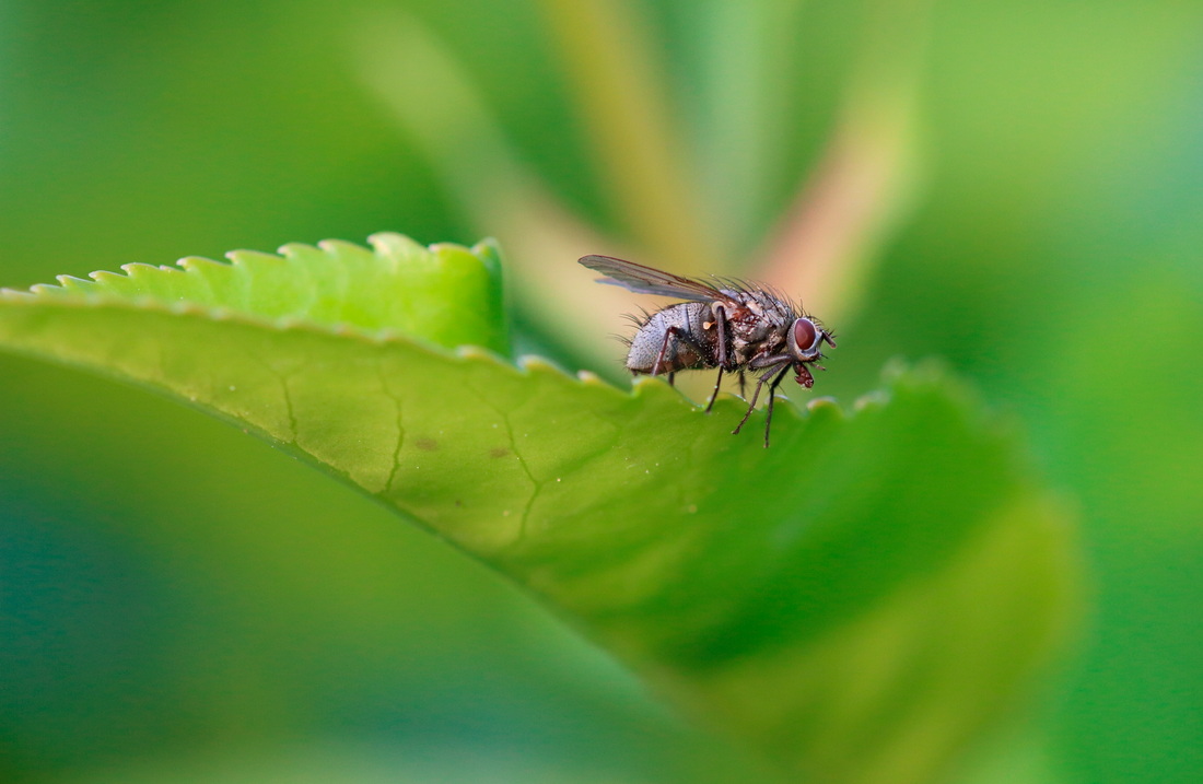 Preventing Illnesses with FlyGuard Pro™